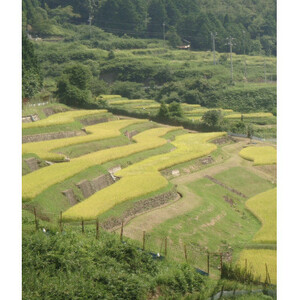 清流の里　養父市大屋の棚田で穫れたコシヒカリ「温石米」8kg(2025年収穫米)【1363255】