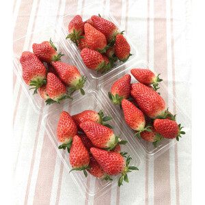 「内山いちごの国」のいちご4パック入り【配送不可地域:離島】【1346272】