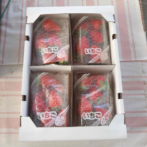 「内山いちごの国」のいちご4パック入り【配送不可地域:離島】【1346272】