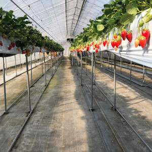 「内山いちごの国」のいちご4パック入り【配送不可地域:離島】【1346272】