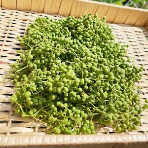 朝倉山椒　兵庫県養父市産　冷凍　500g【配送不可地域：離島】【1409907】