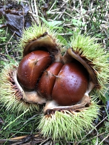 丹波焼き栗 230g×4袋