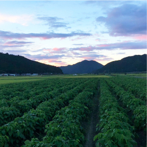 特別栽培米　丹波コシヒカリ　玄米10㎏