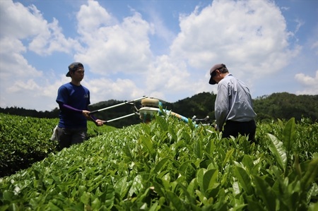 丹波・有機栽培　天日干し赤ちゃん番茶ティーバッグ大 （6g×25個入り）×4袋