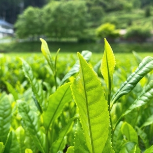 丹波・有機栽培　天日干し赤ちゃん番茶ティーバッグ大 （6g×25個入り）×4袋