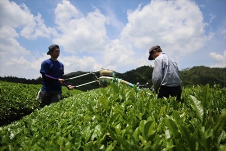 丹波・有機栽培 天日干し赤ちゃん番茶バラ詰め 100g×4袋