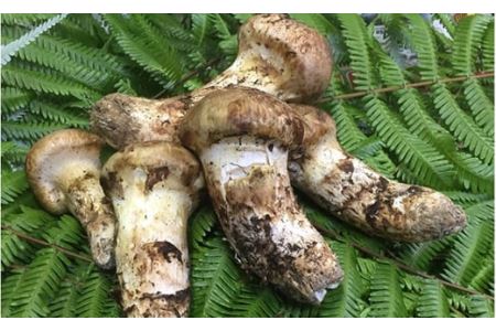 ミシュラン一つ星　丹波の松茸料理（雪コース）2名様　食事券