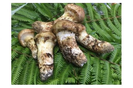 ミシュラン一つ星 丹波の松茸料理(特選コース)2名様食事券