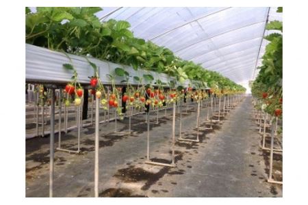 あぐり丹波3Dイチゴ園　イチゴ狩り体験(2名様)　お土産付