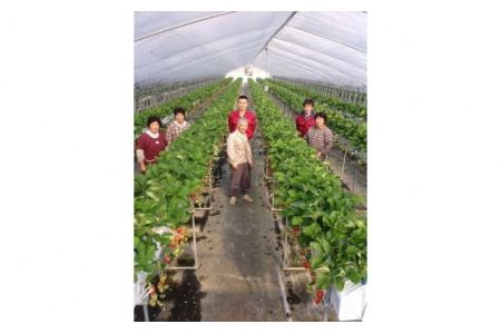 あぐり丹波3Dイチゴ園　イチゴ狩り体験(3名様)　お土産付