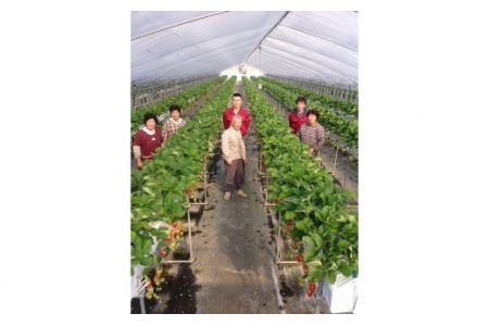 あぐり丹波3Dイチゴ園　イチゴ狩り体験(4名様)　お土産付