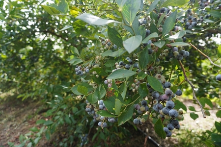 ブルーベリー(冷凍)果実1kg×1袋