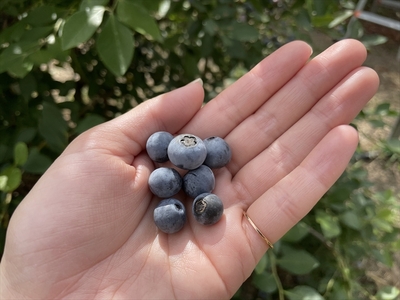 ブルーベリー(冷凍)果実1kg×2袋
