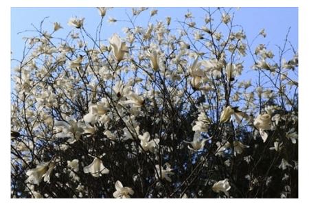 匂辛夷(においこぶし)エッセンシャルオイル