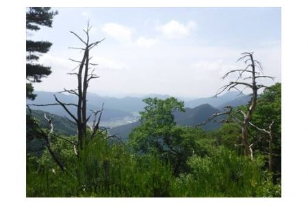 匂辛夷(においこぶし)エッセンシャルオイル