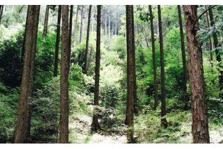 姫黒文字エッセンシャルオイル