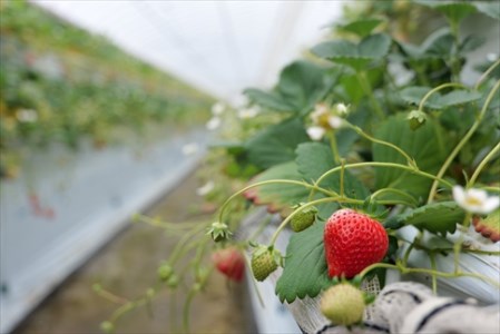 夢丹濃厚いちごジャム　