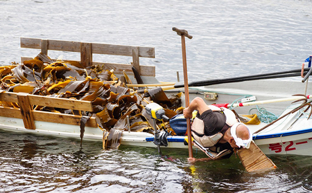 北海道礼文島産天然利尻だし昆布大盛り 