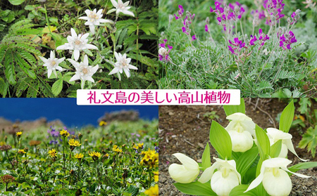 【礼文島リボンプロジェクト】北海道礼文島香深産　天然　切昆布　120g×2パック 海産物 出汁用昆布 自然保護 環境保全 海の幸 食材 香り高い 