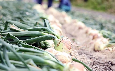 【東中青果】淡路島産玉葱　うずしお追熟甘玉ねぎ　5kg