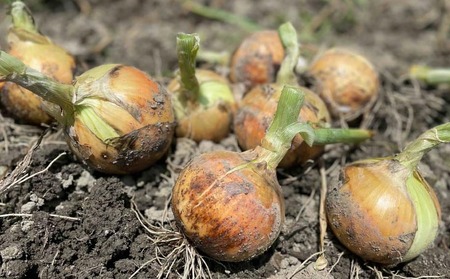 淡路島 南あわじ市産玉ねぎ5kg ◆配送7月~