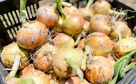 淡路島 南あわじ市産玉ねぎ5kg ◆配送7月~