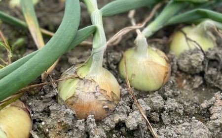 淡路島 南あわじ市産玉ねぎ5kg ◆配送7月~