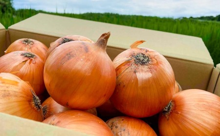 淡路島 南あわじ市産玉ねぎ5kg ◆配送7月~