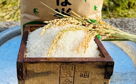 【島田青果】淡路島ゆずるは米 ５kg～ひょうご安心ブランド認証取得～