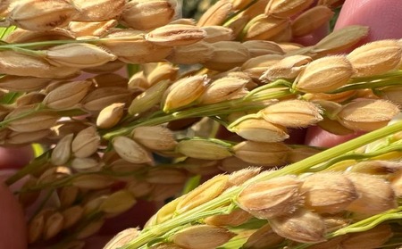 【島田青果】淡路島ゆずるは米 ５kg～ひょうご安心ブランド認証取得～