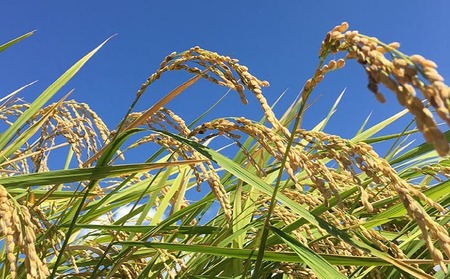 令和7年産・玄米『みどり豊』20kg 10月中旬頃から発送