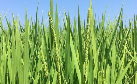 令和7年産・玄米『みどり豊』20kg 10月中旬頃から発送