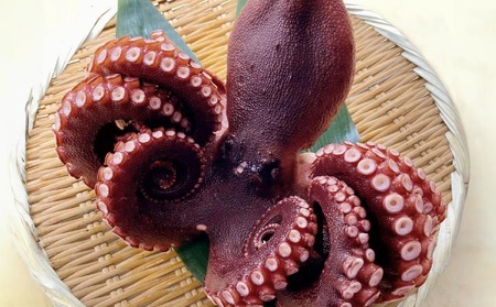 【花光】淡路島のボイルマダコ(丸ごと1匹)【冷凍】