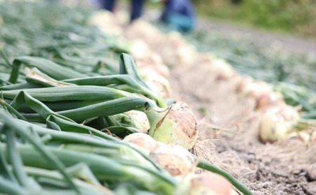 【6ヶ月定期便】「追熟甘玉ねぎ」5kg