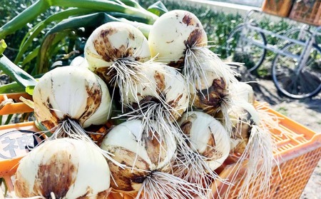 淡路島玉ねぎ　南あわじ産　新玉ねぎ（超極早生）３kg　期間限定！  ◆配送２月～