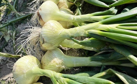 淡路島玉ねぎ　南あわじ産　新玉ねぎ（超極早生）３kg　期間限定！  ◆配送２月～