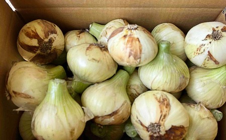 淡路島玉ねぎ　南あわじ産　新玉ねぎ（超極早生）３kg　期間限定！  ◆配送２月～