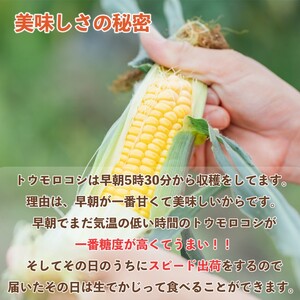 【令和6年産】早朝採りトウモロコシ10本セット　◆配送６月下旬～７月頃
