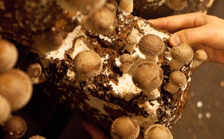 【農薬・化学肥は不使用】森の木ファームしいたけ(1キロ箱)ふぞろい