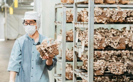 【農薬・化学肥は不使用】森の木ファームしいたけ(1キロ箱)ふぞろい