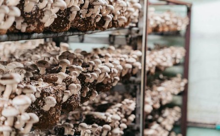 【農薬・化学肥は不使用】森の木ファームしいたけ(1キロ箱)ふぞろい