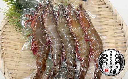 【沼島産】足赤エビ(クマエビ)200ℊ×3袋