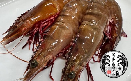 【沼島産】足赤エビ(クマエビ)200ℊ×3袋