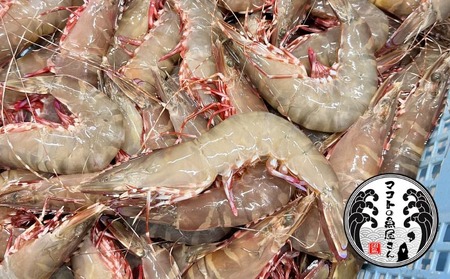 【沼島産】足赤エビ(クマエビ)200ℊ×3袋