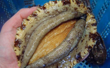 【花光】淡路島産天然アワビ（赤）大サイズ3個