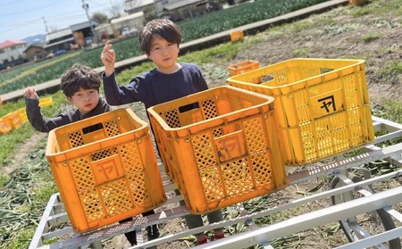 【オニオン魂】 淡路島たまねぎ　5kg　◆配送６月上旬～翌年２月末