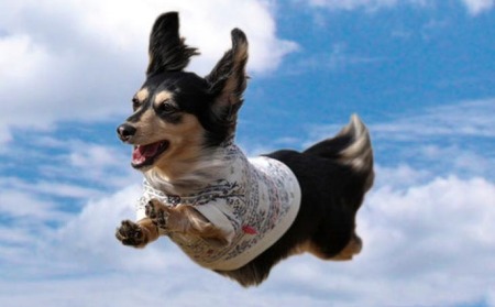 Aコース 飛行犬撮影データセット