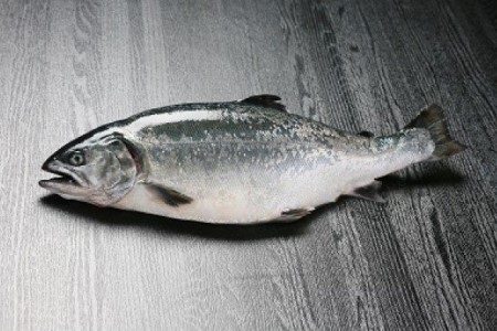 【冷凍】とろける食感!淡路島サクラマス漬け丼(3人前)