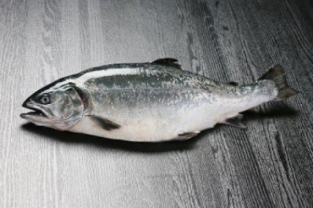 【若男水産】【極上とろける食感!淡路島サクラマス/冷凍】淡路島で育ったサーモン800g