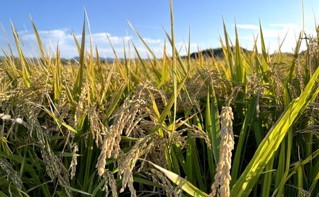 【令和7年産】淡路島産きぬむすめ 白米30kg